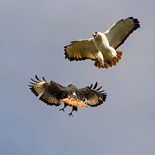 Simien Mountains - Ghenek - Buzzards